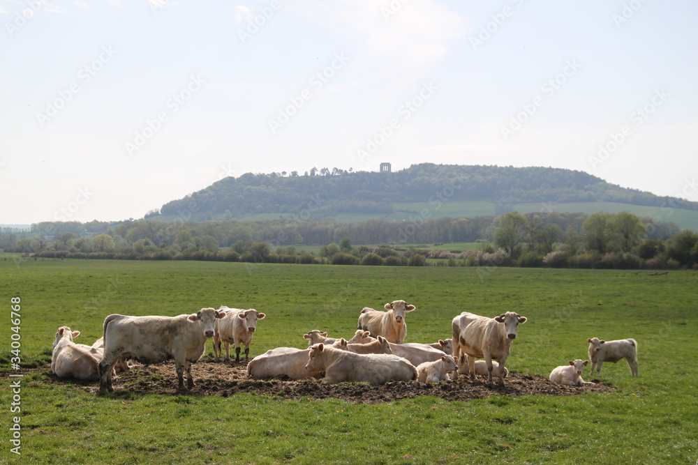 Blonde d'aquitaine domestic beef cattle herd