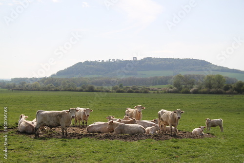 Blonde d'aquitaine domestic beef cattle herd © Estelle R