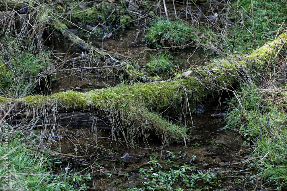 Old branch covered by dense moss across forest stream Old branch covered by dense moss across forest stream