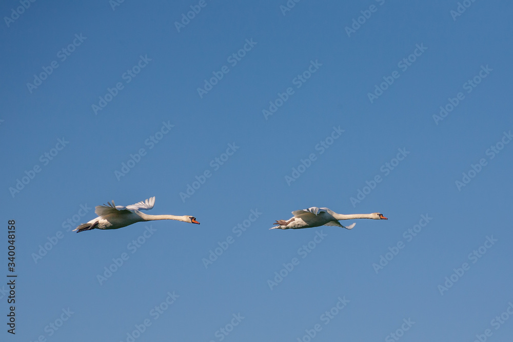 Obraz premium Two swans in flight