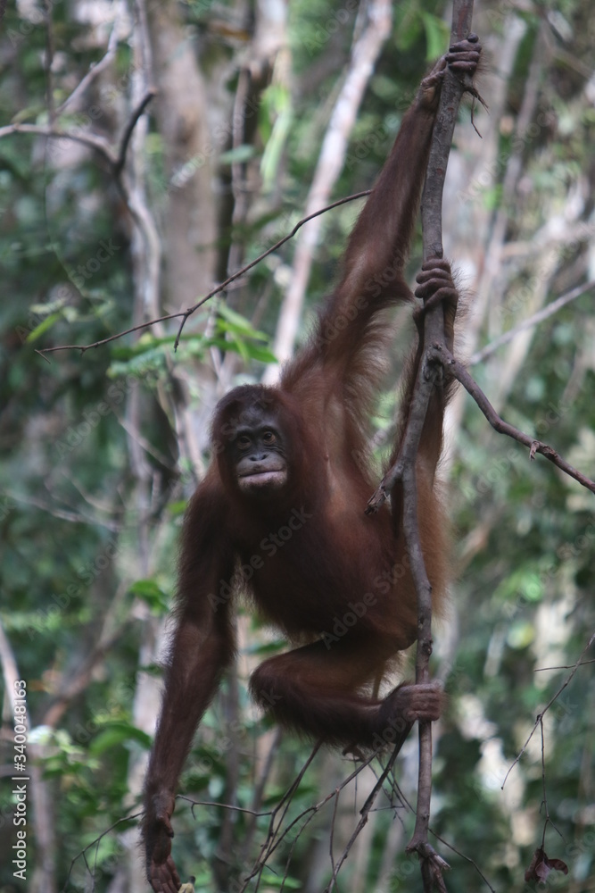 Naklejka premium Bornean orangutan (Pongo pygmaeus). Borneo