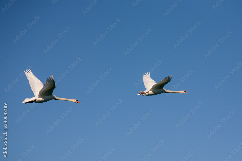 Obraz premium Two swans in flight