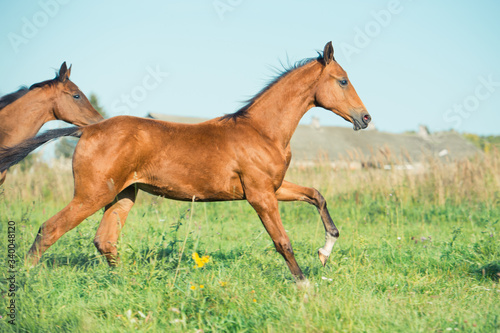 running purebred akhateke foals in meadow