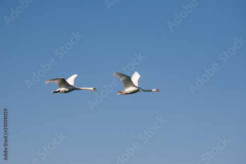 Two swans in flight