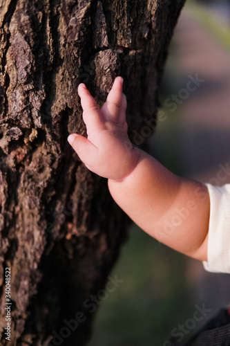 Asian baby's hands touch the pine tree trunk, with a shallow focus, focus on the baby's hand