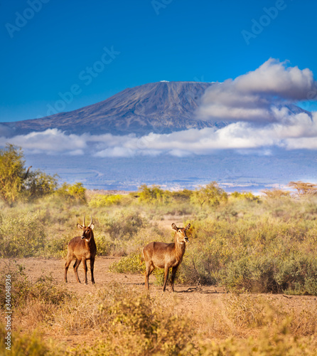 Waterbuck, large antelope in Africa over Kilimanjaro mountain peak in Amboseli park in Kenya
