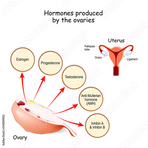 Hormones produced by the ovaries. Human endocrine system.