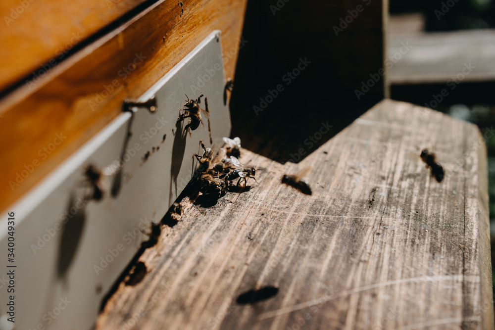 Close up of flying bees. Wooden beehive and bees. Close up of flying bees. Wooden beehive and bees.
