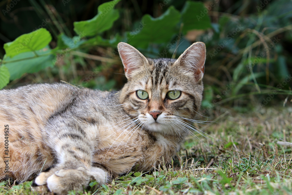 portrait of a cat