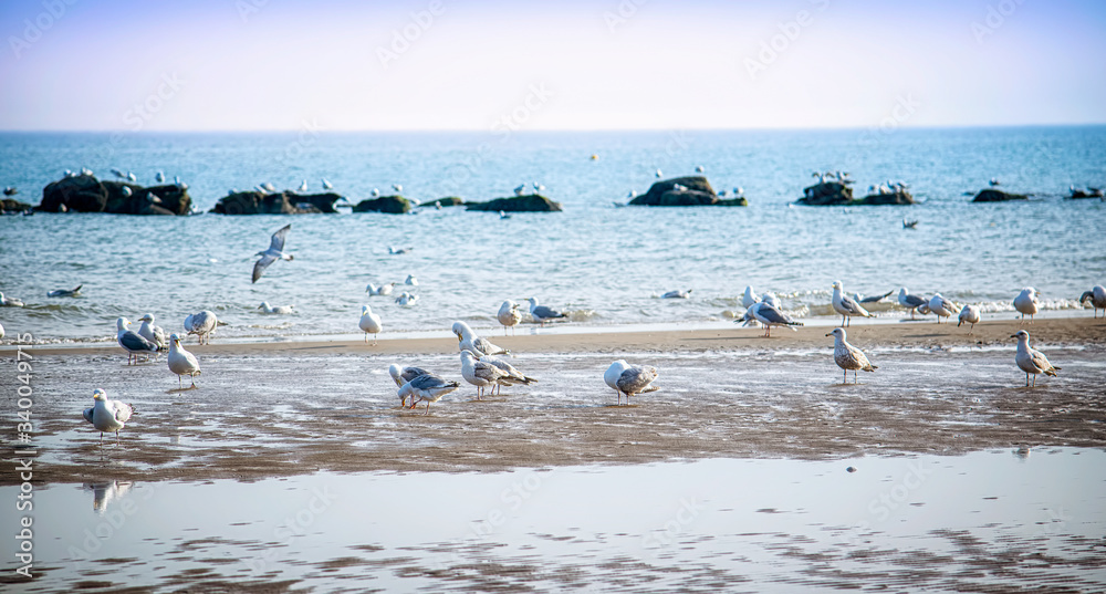 Sandy beach at sunset filled with seagulls Sandy beach at sunset filled with seagulls