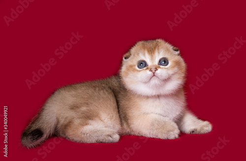  Scottish fold kitten plays on a plain background © Alisa