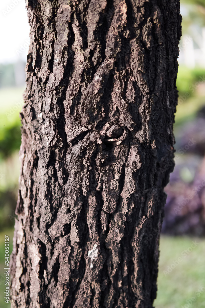 Fototapeta premium Pine tree trunks illuminated by the sun, with shallow focus