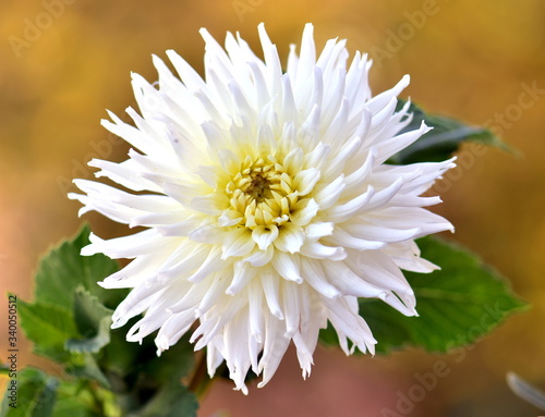 close up of a chrysanthemum