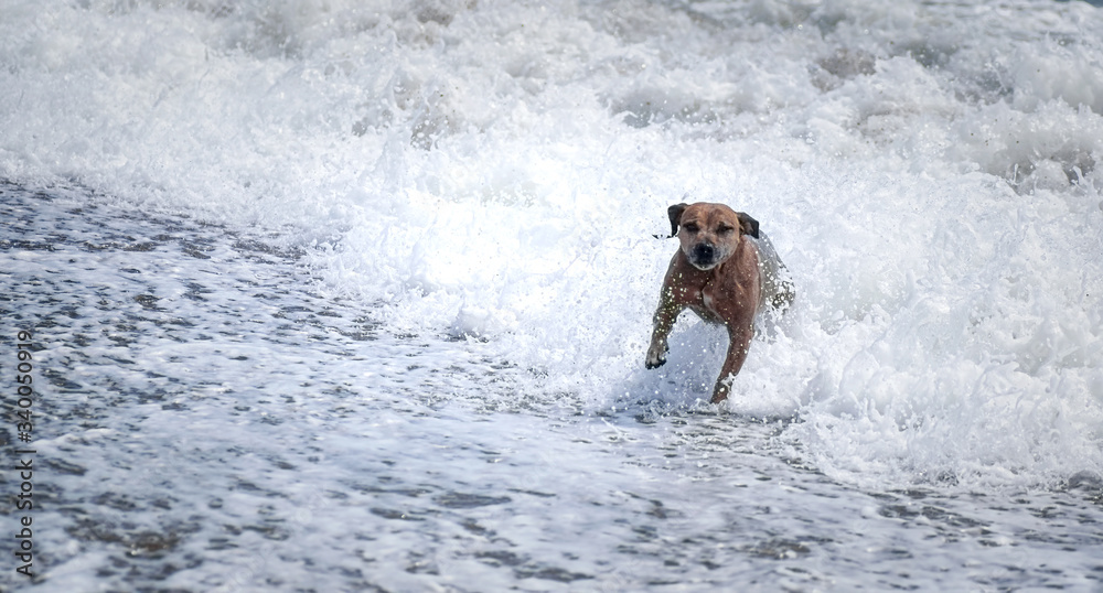 Staffordshire bull terrier running in the waves Staffordshire bull terrier running in the waves