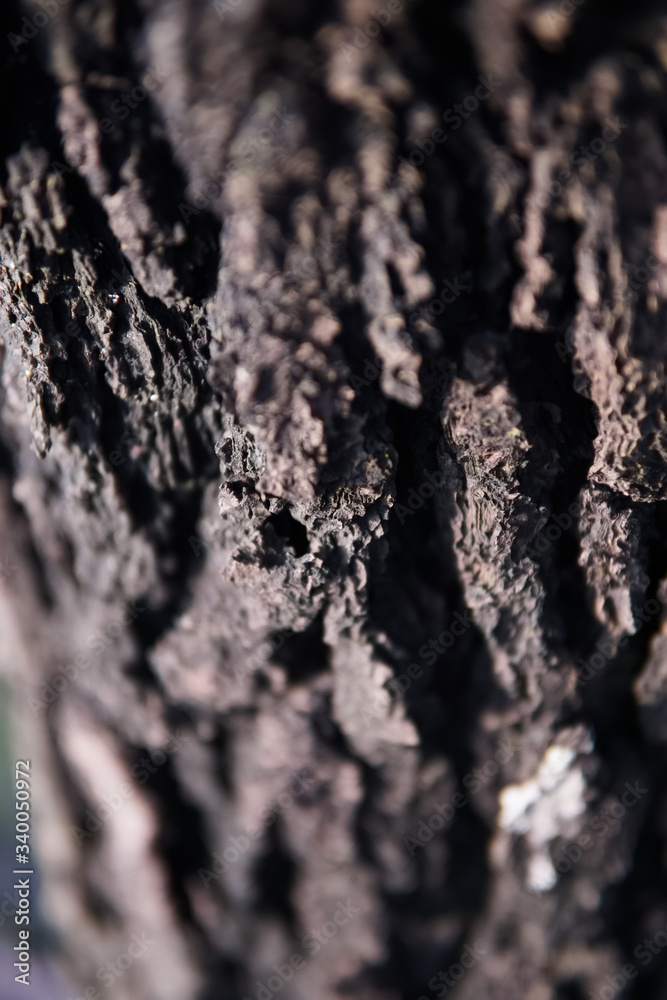 Pine tree trunks illuminated by the sun, with shallow focus Pine tree trunks illuminated by the sun, with shallow focus