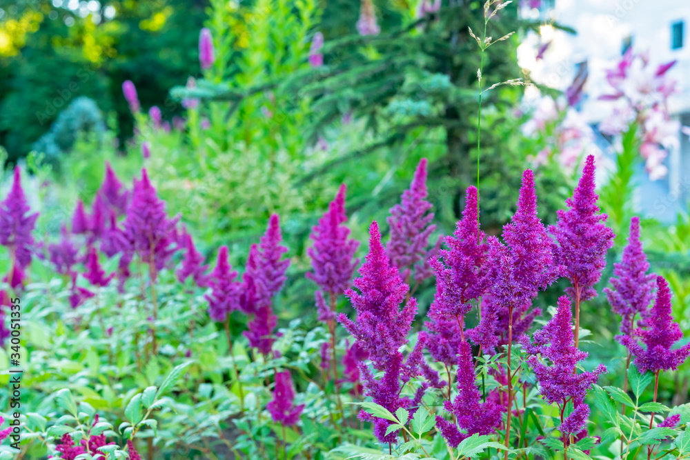 Obraz premium Pink astilbe flowers in a summer garden.