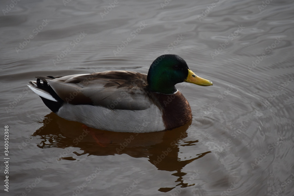 Obraz premium New Bern, NC