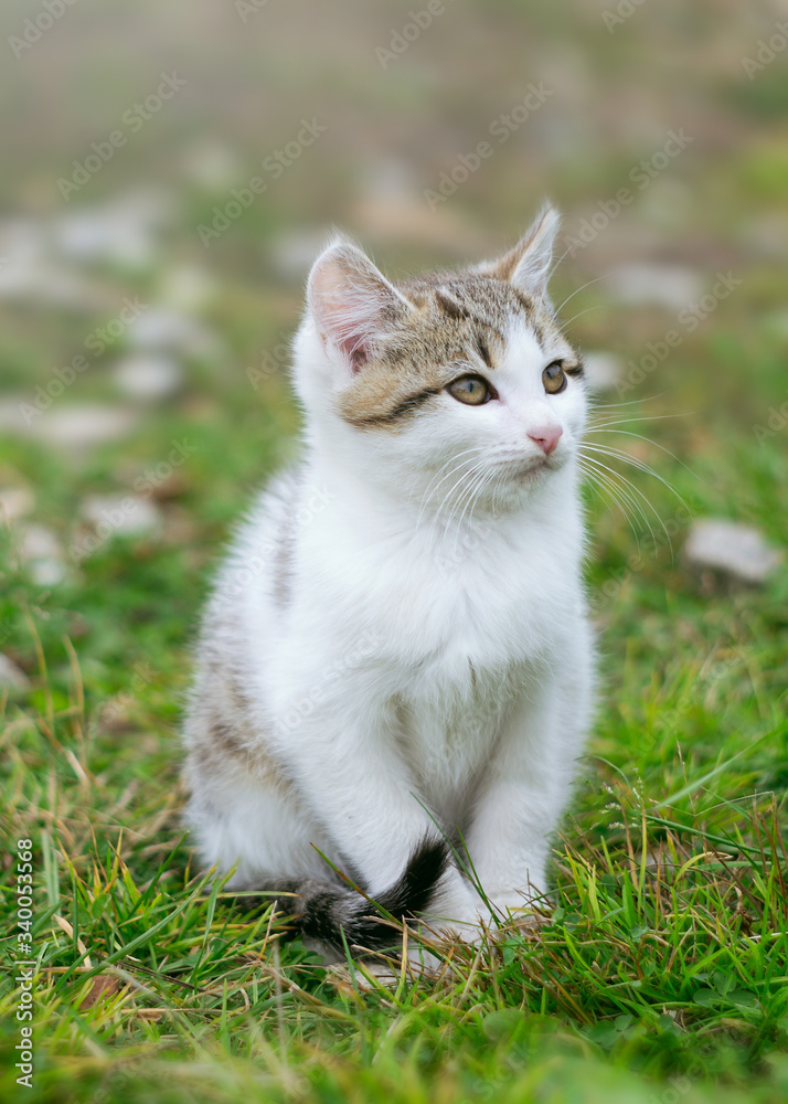 Kitten on grass