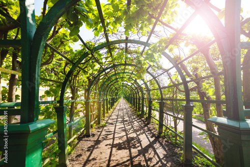 фотографія Allay corridor in the garden in Peterhof Saint Petersburg region, Russia