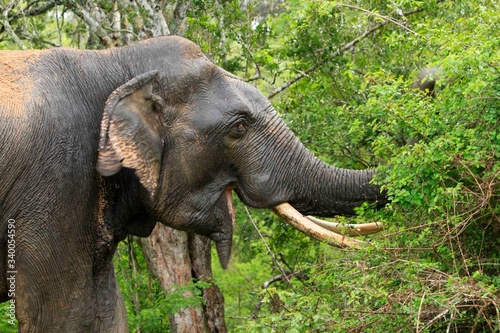 Asian Elephant (Elephas maximus). Sri Lanka.