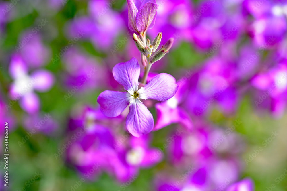 Night Scented Stock , Matthiola longipetala Night Scented Stock , Matthiola longipetala