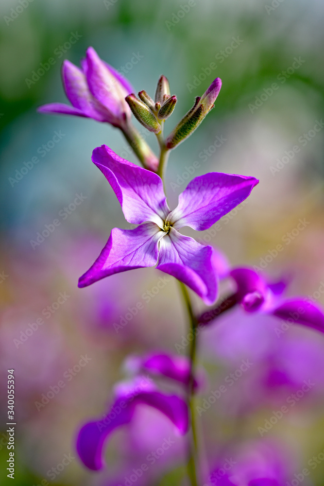 Night Scented Stock , Matthiola longipetala Night Scented Stock , Matthiola longipetala
