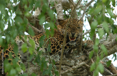 Leopard (Panthera pardus kotiya). Yala National Park, Sri Lanka. 