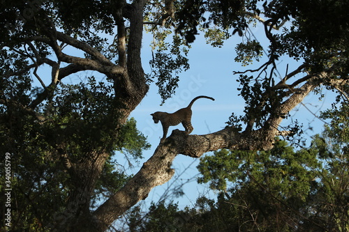 Photos Leopard (Panthera pardus kotiya).
Yala National Park, Sri Lanka.