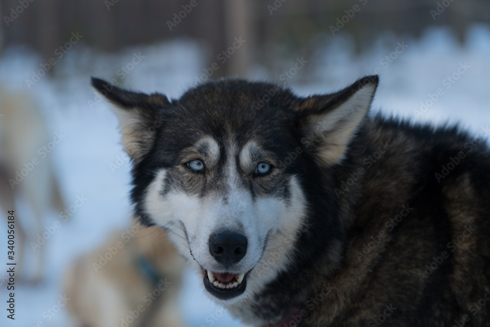 chien chien