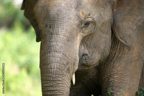 Asian Elephant (Elephas maximus). Sri Lanka.