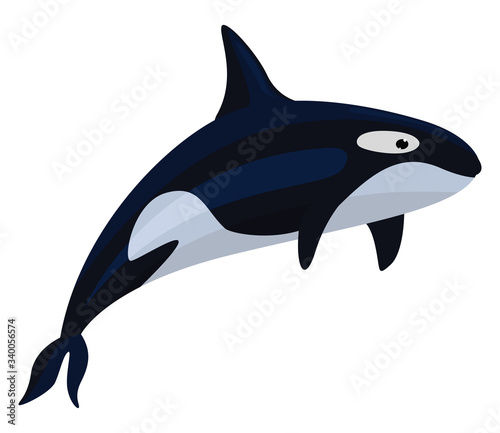 Killer whale, illustration, vector on white background