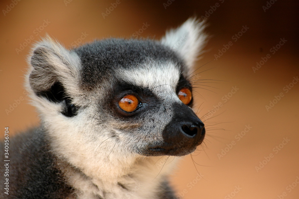 Fototapeta premium Lemuren, Madagaskar