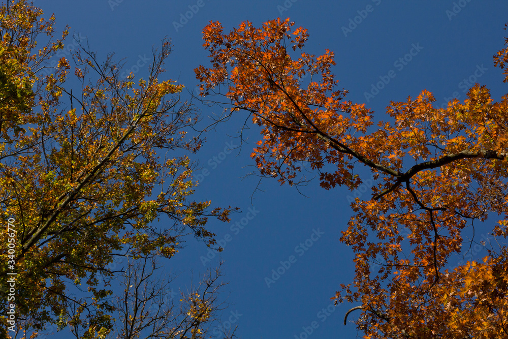 Branches of trees in autumn colors on the sky background.