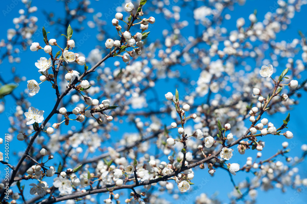 flowering branches in spring against the blue sky flowering branches in spring against the blue sky