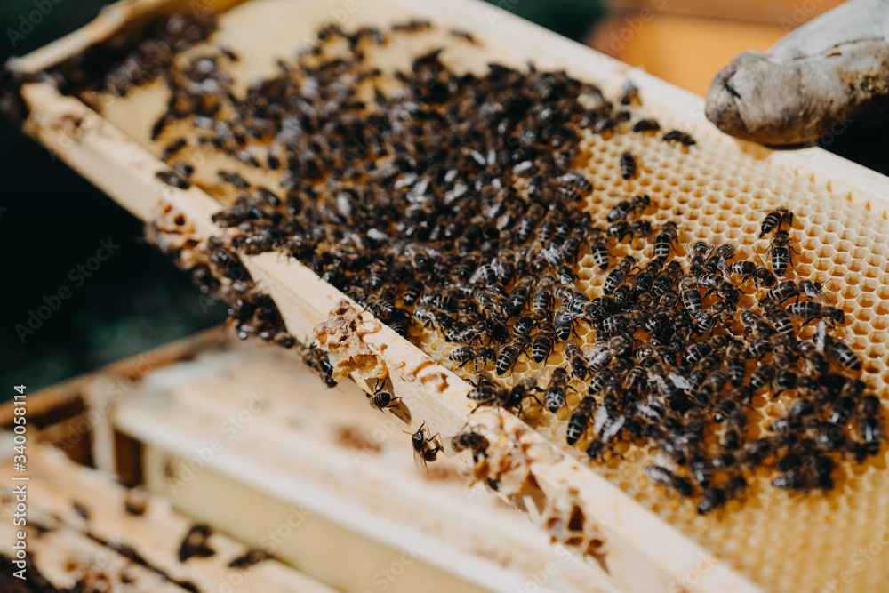 The beekeeper holds a honey cell with bees in his hands. Apiculture. Apiary The beekeeper holds a honey cell with bees in his hands. Apiculture. Apiary