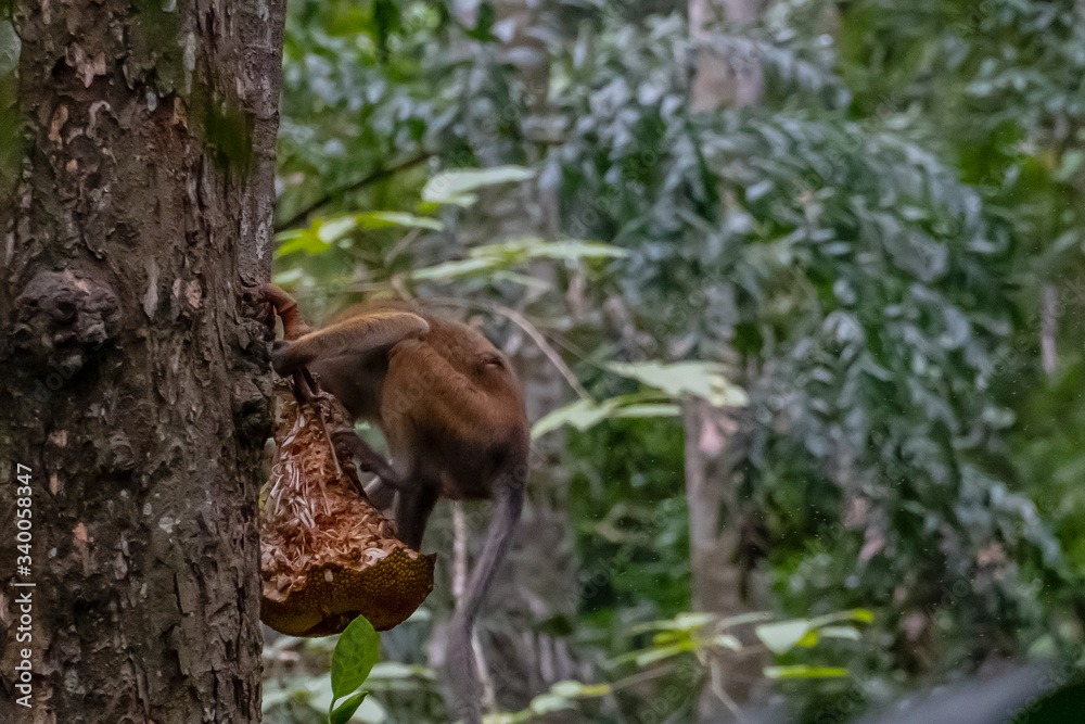 Fototapeta premium Hungry macaque monkey eating lunch high in the jungle tree