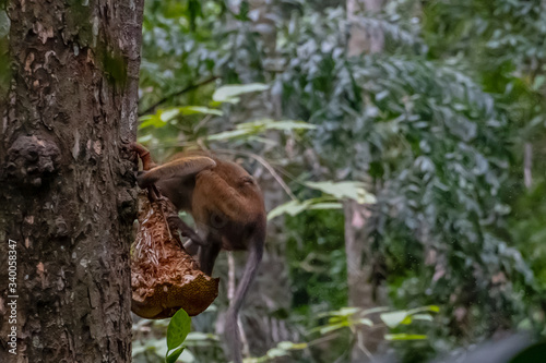 Hungry macaque monkey eating lunch high in the jungle tree