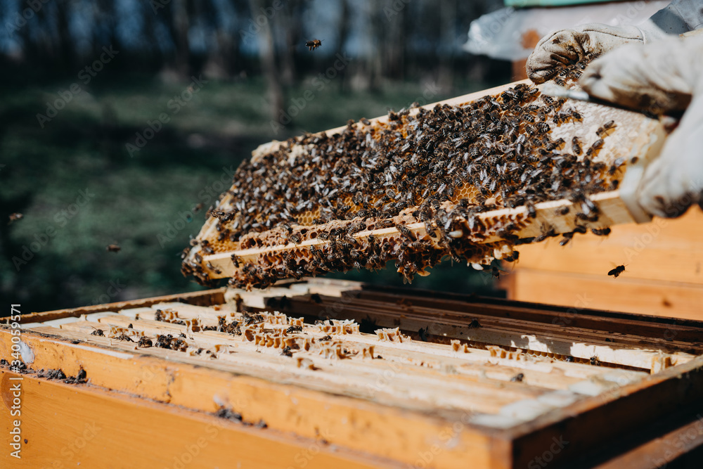 The beekeeper holds a honey cell with bees in his hands. Apiculture. Apiary The beekeeper holds a honey cell with bees in his hands. Apiculture. Apiary
