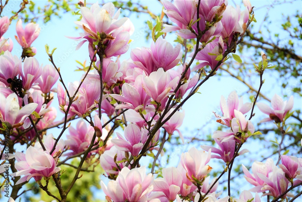 pink magnolia tree flowers and green leaves on twigs pink magnolia tree flowers and green leaves on twigs