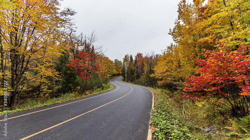 Road going through the forest in fall