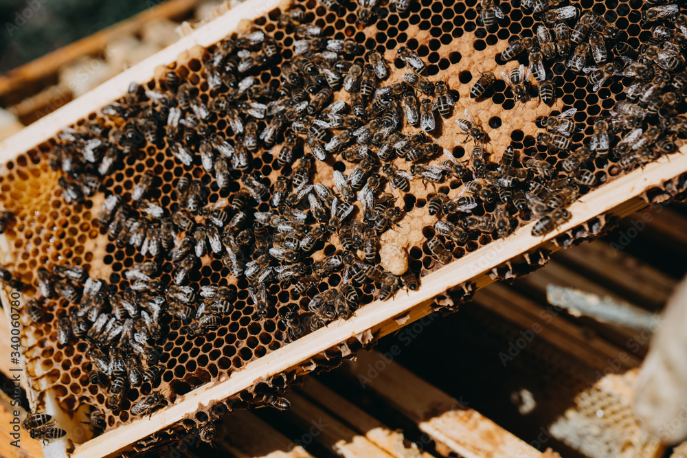 The beekeeper holds a honey cell with bees in his hands. Apiculture. Apiary The beekeeper holds a honey cell with bees in his hands. Apiculture. Apiary