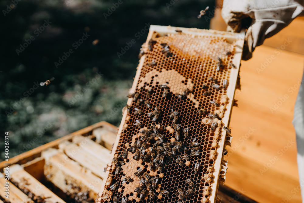 The beekeeper holds a honey cell with bees in his hands. Apiculture. Apiary The beekeeper holds a honey cell with bees in his hands. Apiculture. Apiary