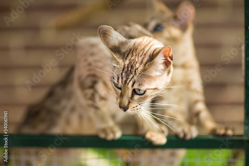 Canvas Print Two small beautiful Savannah kitten cats serval hybrids hanging over a green fence