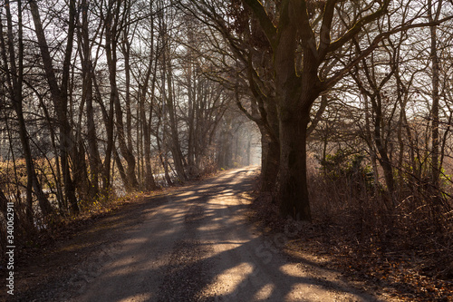 Path with trees and long shadows and light at the end of the path on a sunny cold winter day in De Peel, Noord-Brabant and Limburg the Neterlands creating a mystic scenery