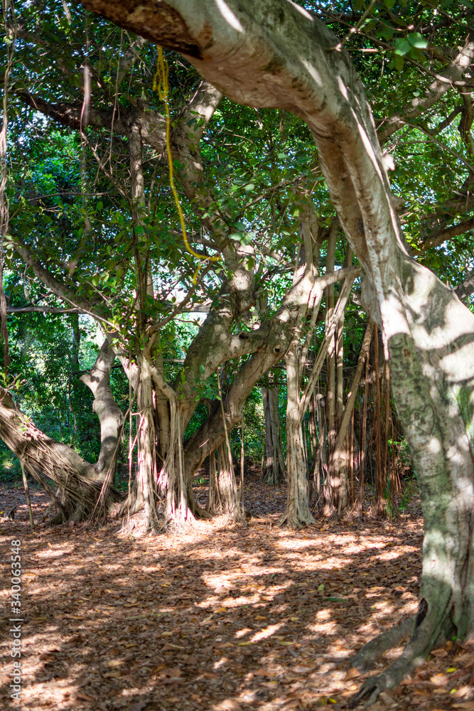 Fototapeta premium arboles parque Greynolds