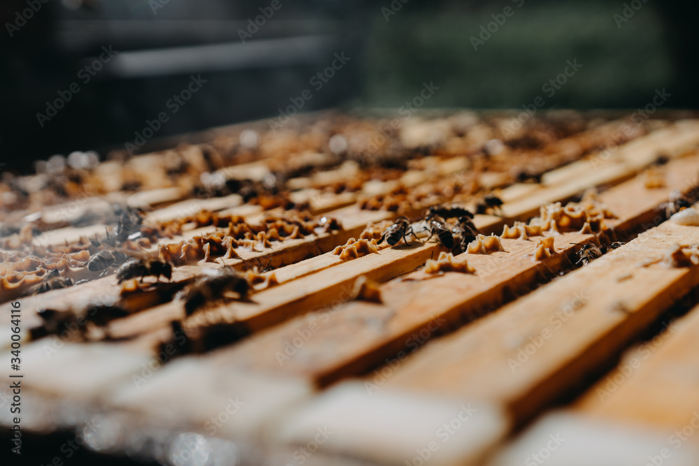 Bees in honeycomb, garden home