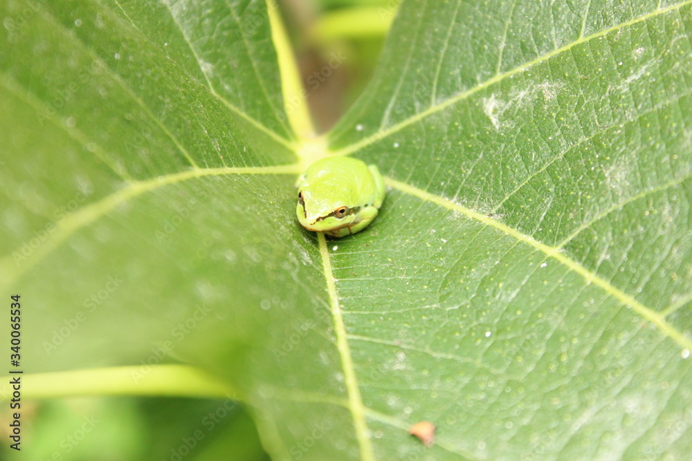 Tree Frog on Fig Leaf Tree Frog on Fig Leaf