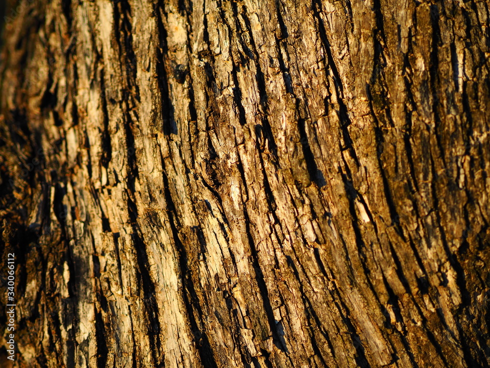 corteccia 2 corteccia 2