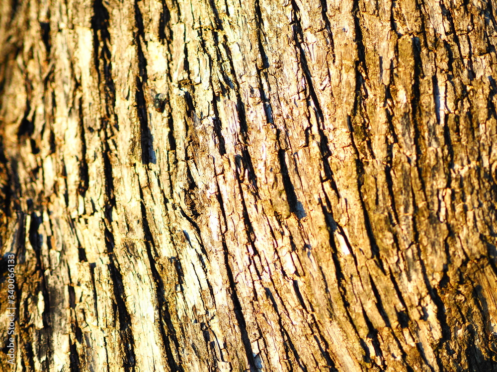 corteccia corteccia