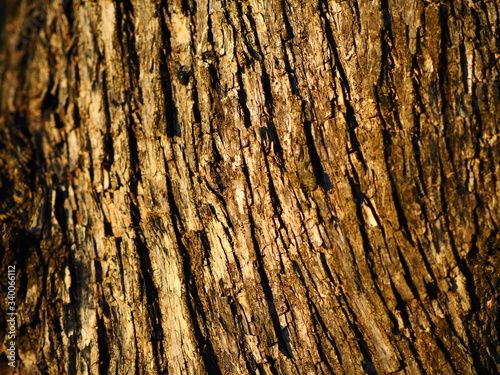 corteccia 2